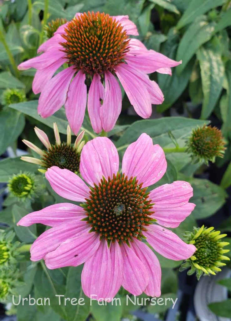 Echinacea Purpurea Pow Wow Wild Berry Urban Tree Farm Nursery