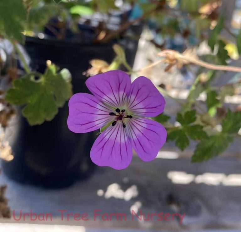 Geranium Kelly Anne Urban Tree Farm Nursery