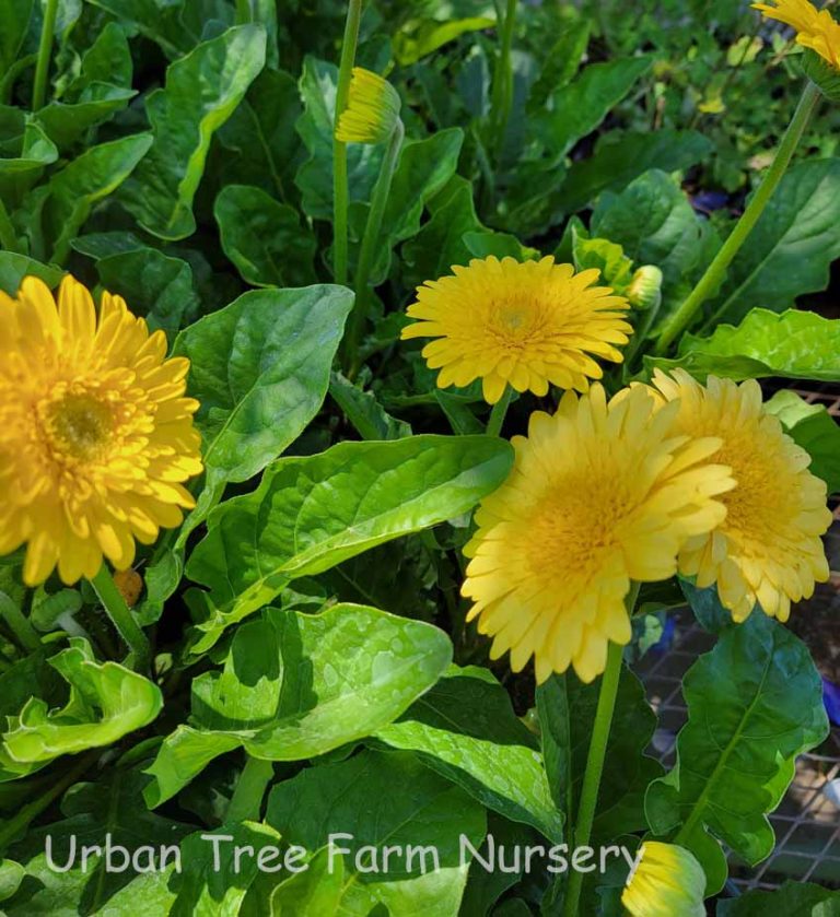 Gerbera Garvinea Majestic Yellow Urban Tree Farm Nursery