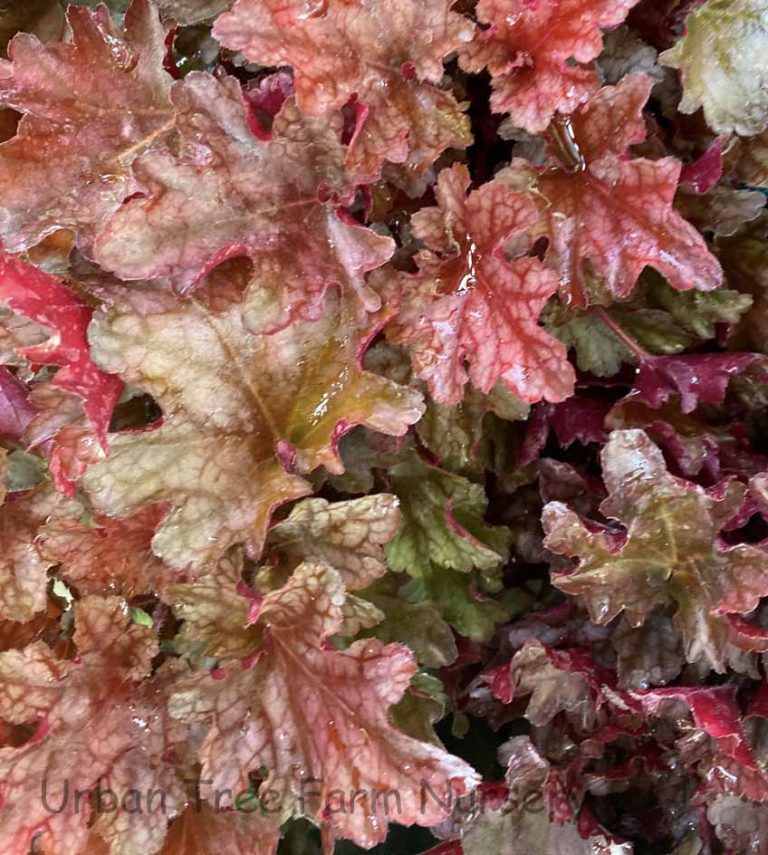 Heuchera X Peach Flambe Ppaf Urban Tree Farm Nursery