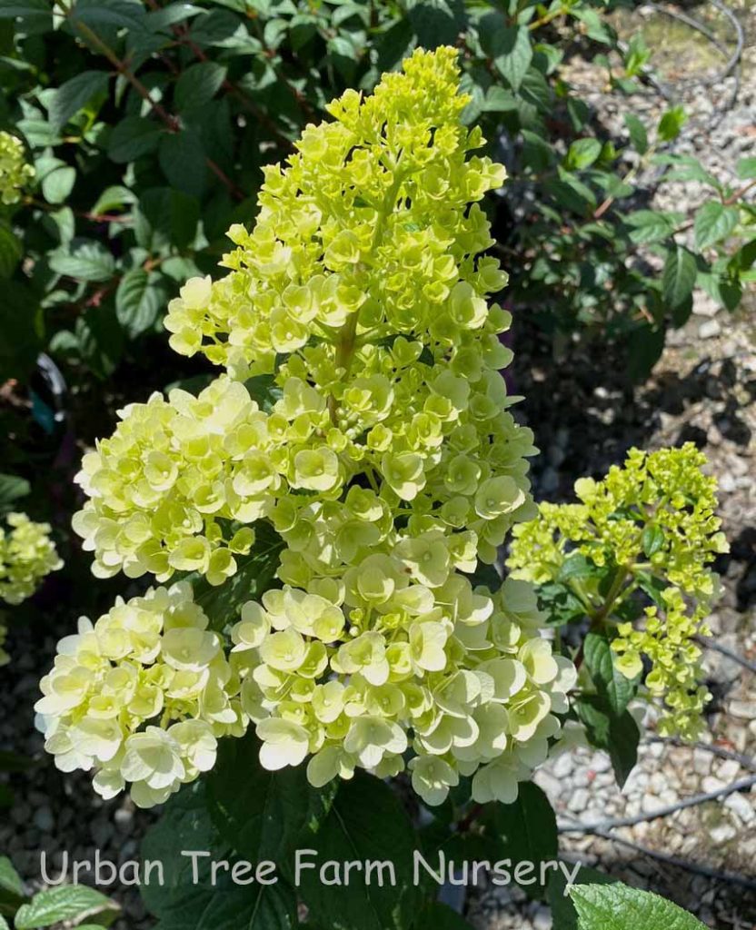 Hydrangea Paniculata Strawberry Sundae Urban Tree Farm Nursery