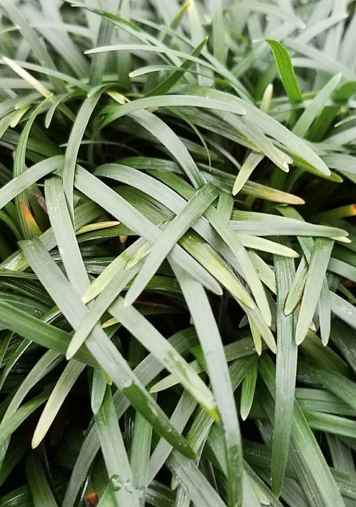 Ophiopogon Japonicus Nana Urban Tree Farm Nursery