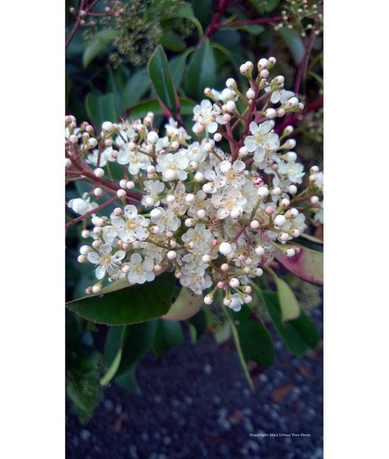 Photinia Fraseri Bush Urban Tree Farm Nursery