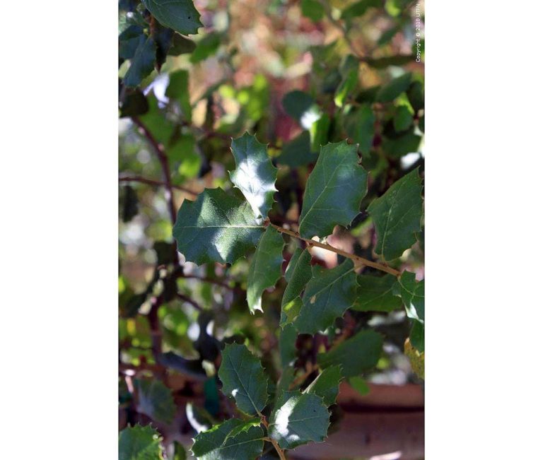 Quercus Agrifolia MULTI Urban Tree Farm Nursery