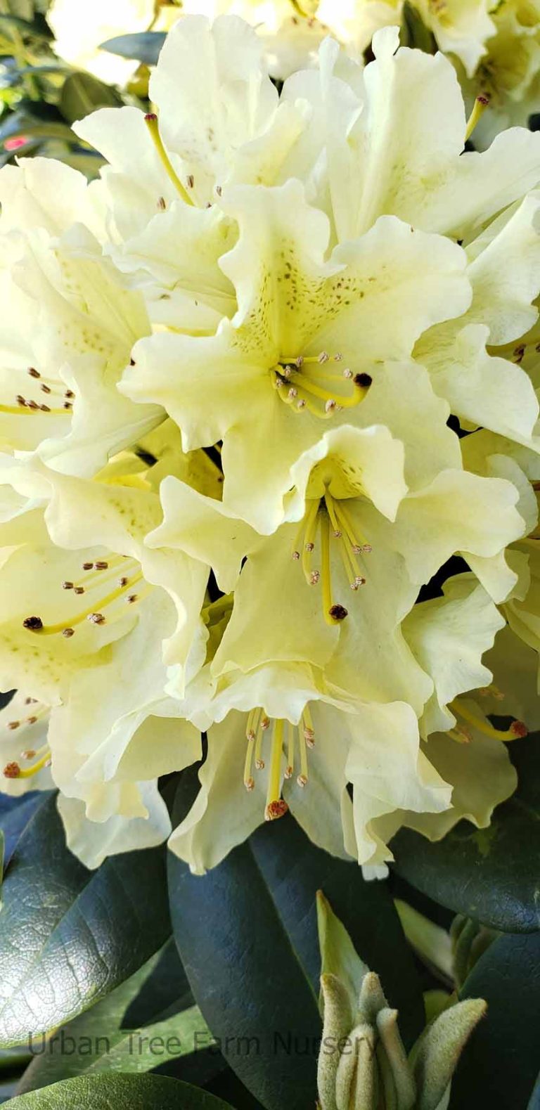 Rhododendron Capistrano Urban Tree Farm Nursery