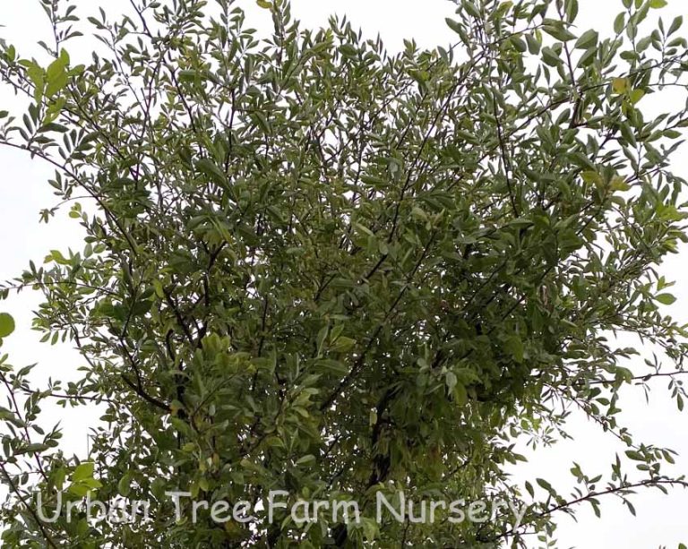 Ulmus Parvifolia Sempervirens Urban Tree Farm Nursery