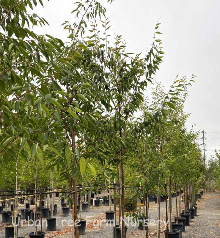 Zelkova Serrata Green Vase Urban Tree Farm Nursery