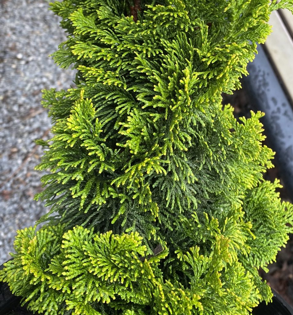 Chamaecyparis Obtusa Nana Lutea PATIO Urban Tree Farm Nursery