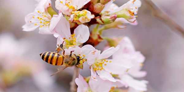 Pollinator guide at Urban Tree Farm Nursery