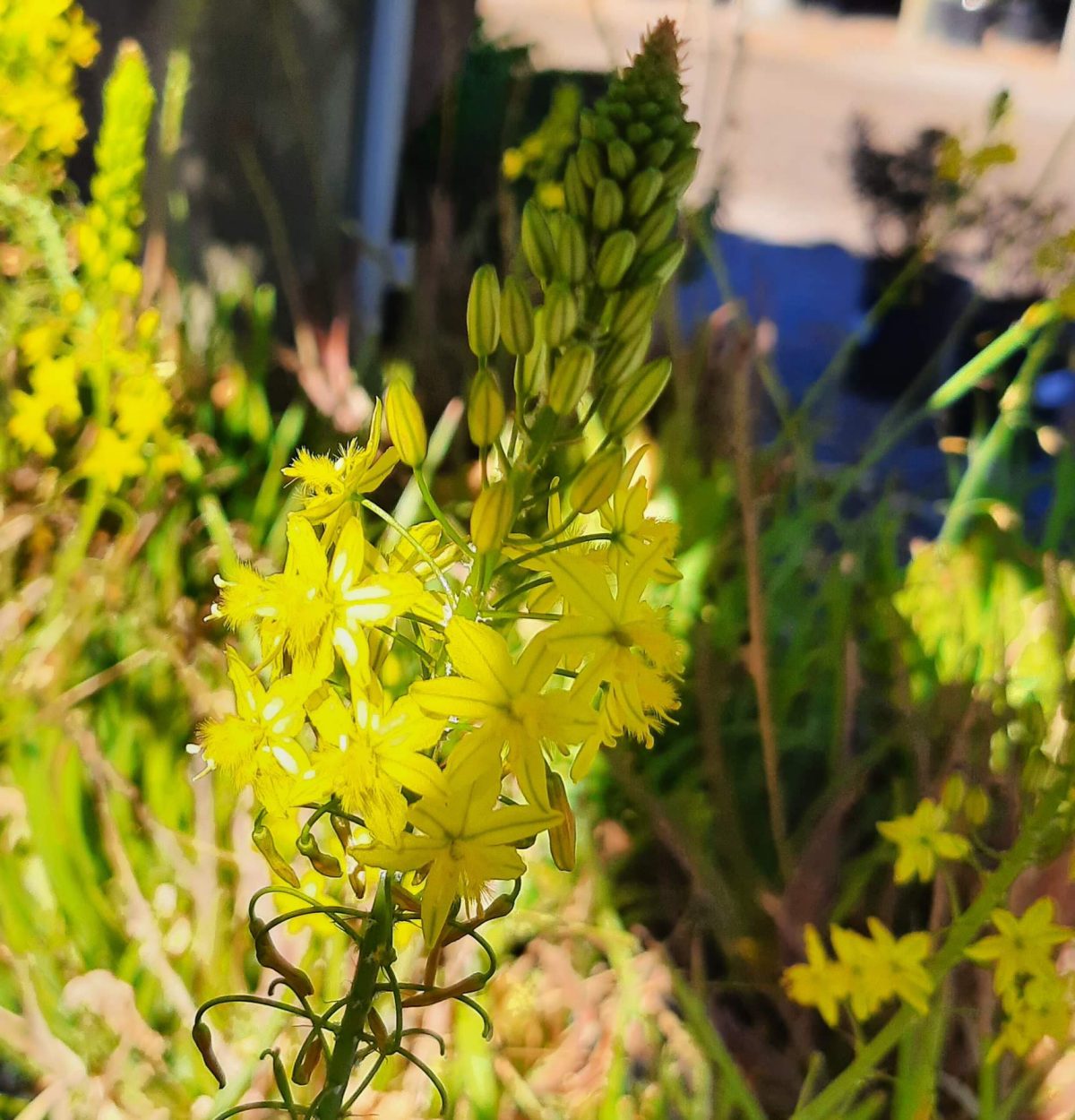 Bulbine frutescens a