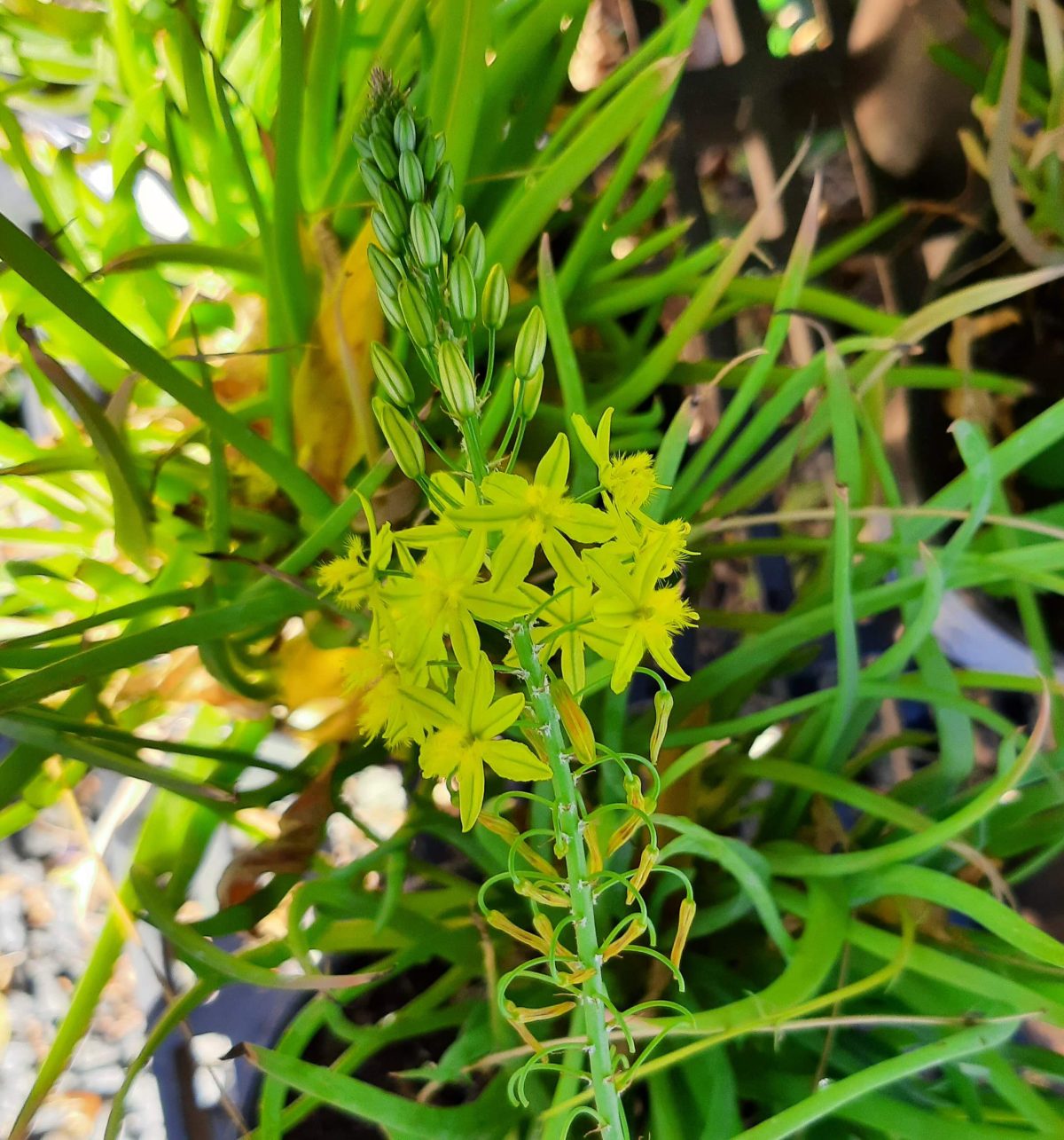 Bulbine frutescens b