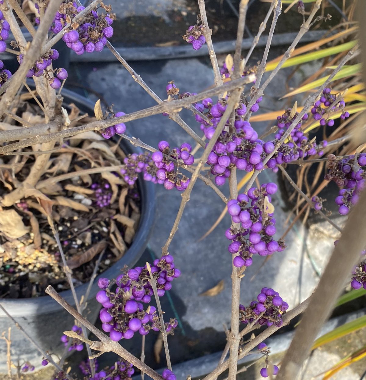 Callicarpa bodinieri Profusion a