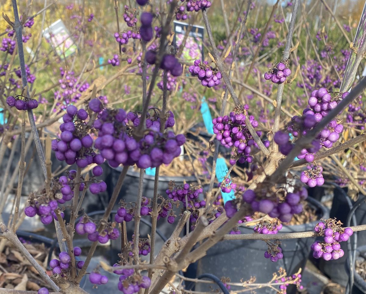 Callicarpa bodinieri Profusion b