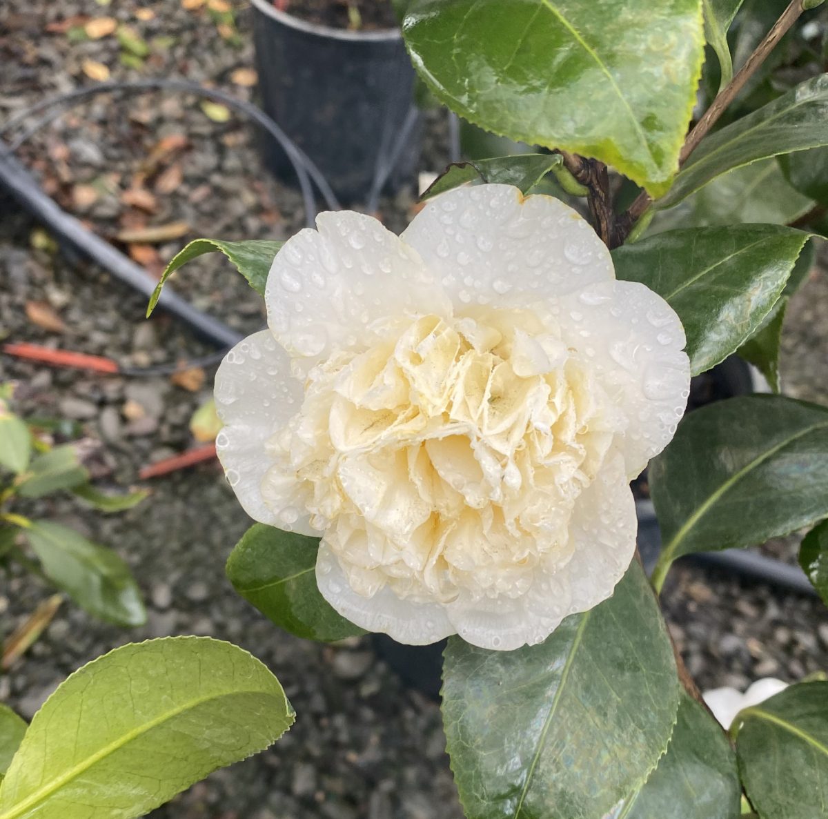 Camellia hybrid Jurys Yellow c