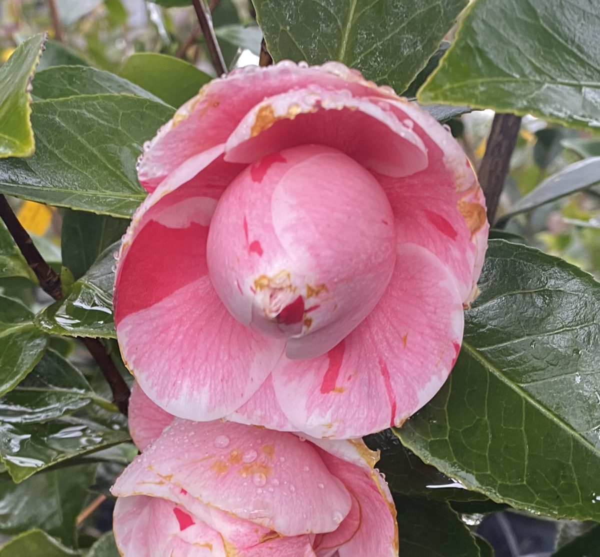 Camellia japonica Ave Maria a