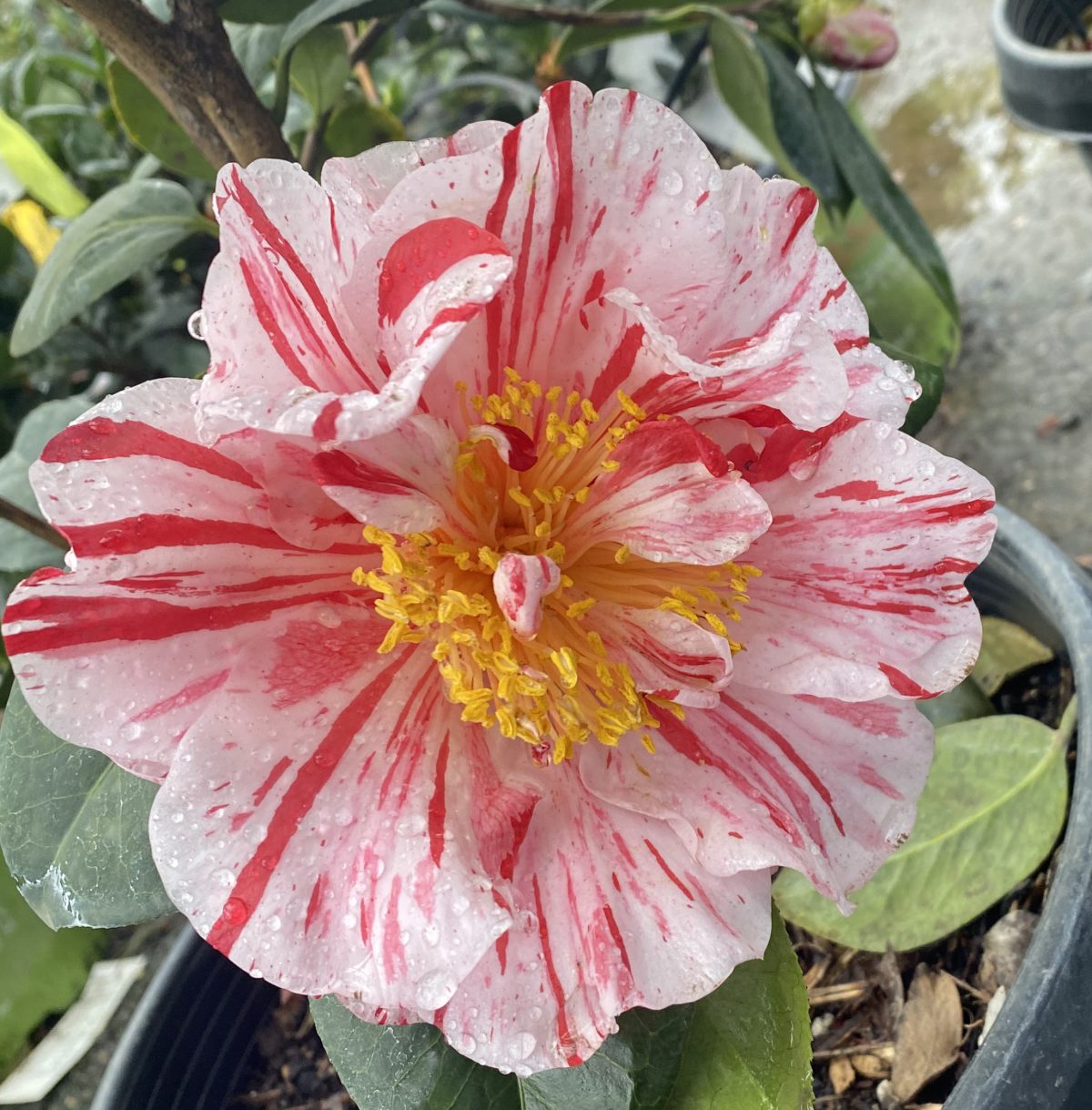 Camellia japonica Ferris Wheel a