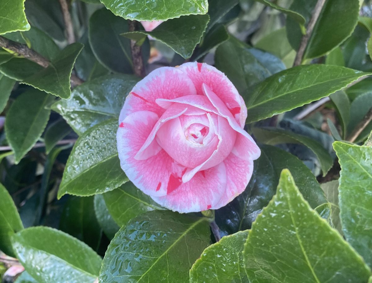 Camellia japonica La Peppermint a scaled