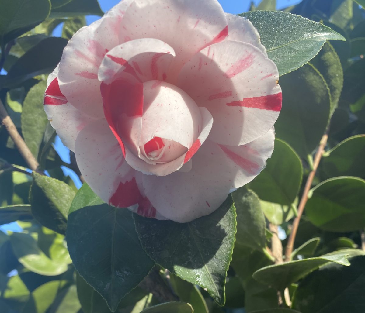 Camellia japonica La Peppermint b scaled