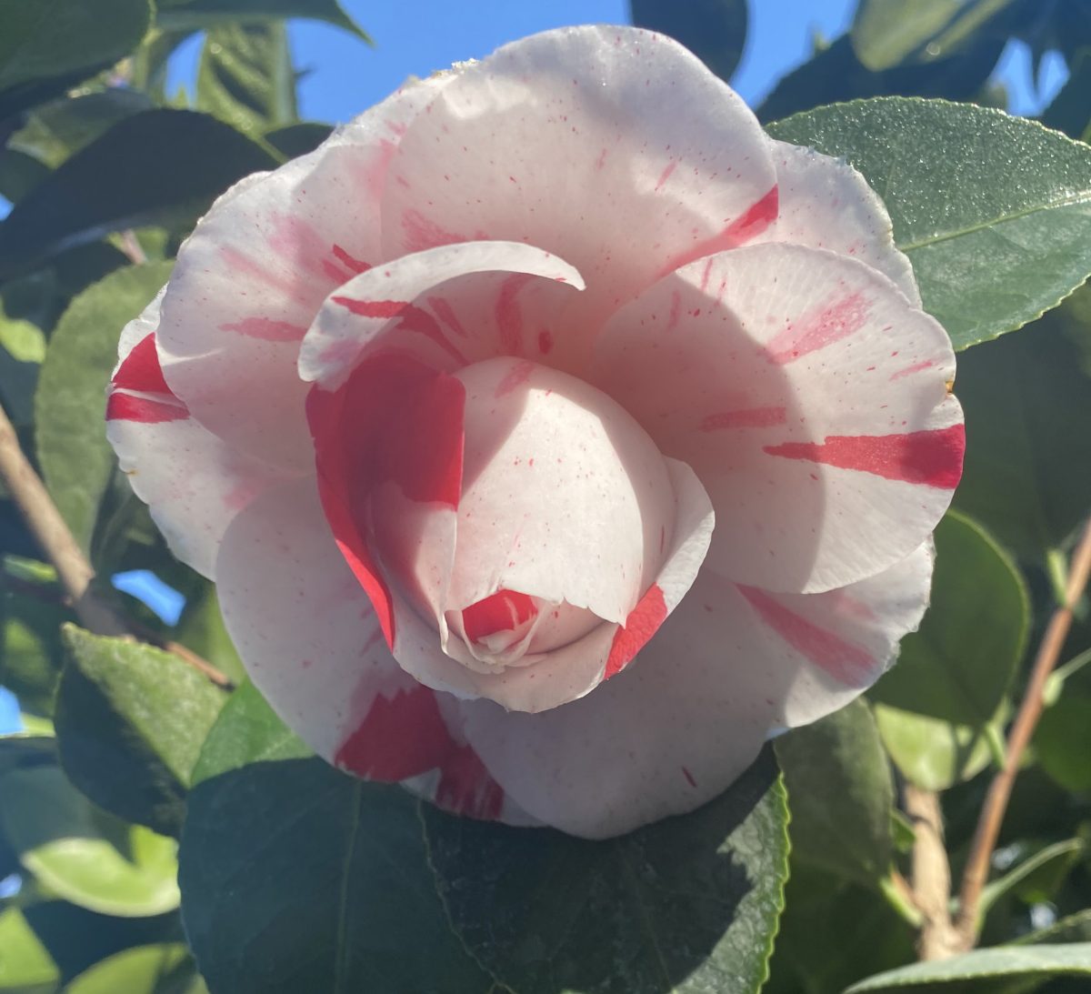 Camellia japonica La Peppermint c