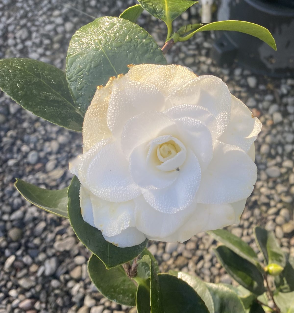 Camellia japonica Purity b