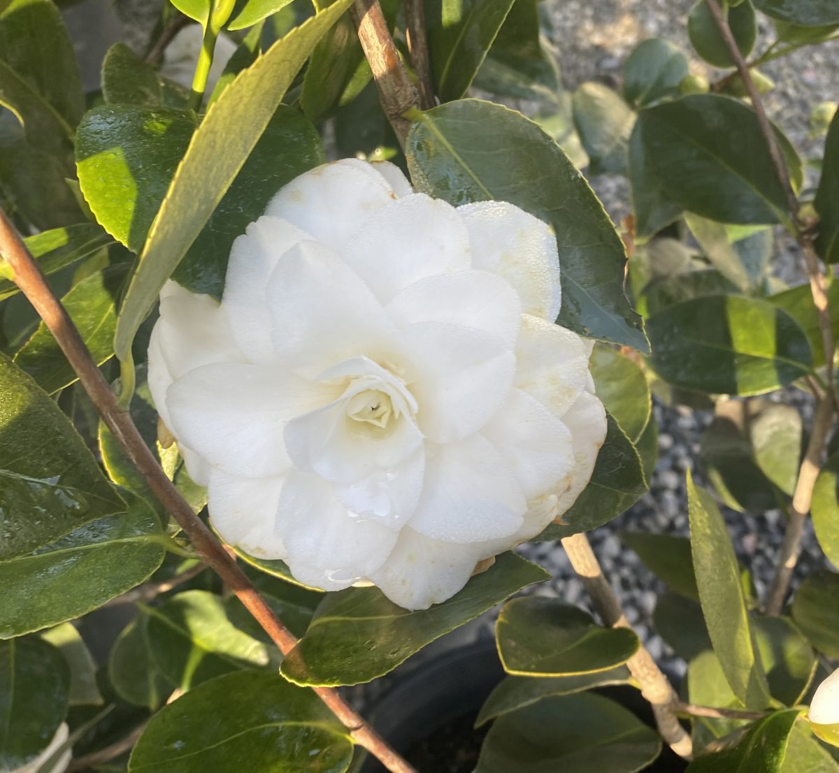 Camellia japonica Purity c scaled