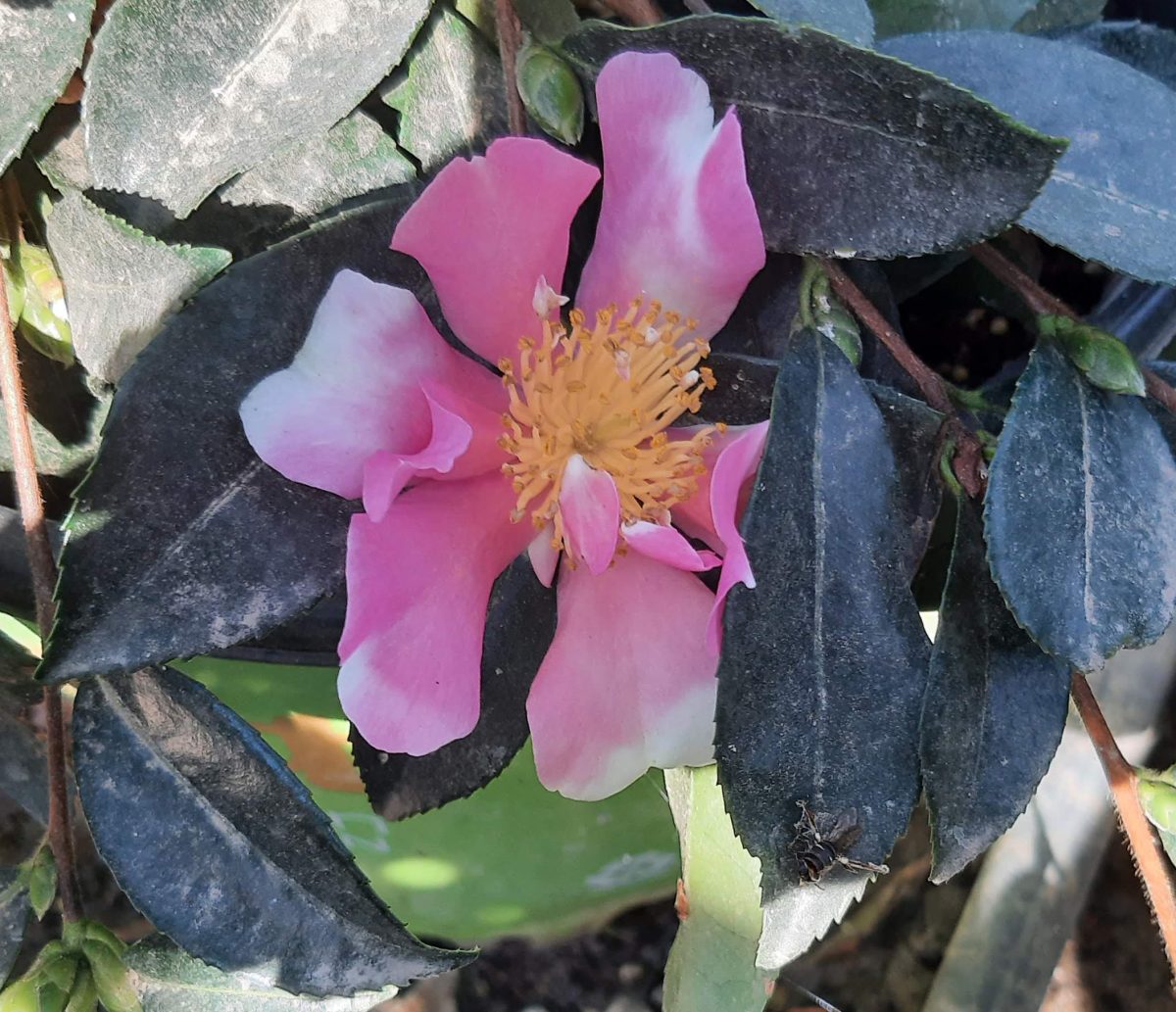 Camellia sasanqua October Magic Pink Perplexion a