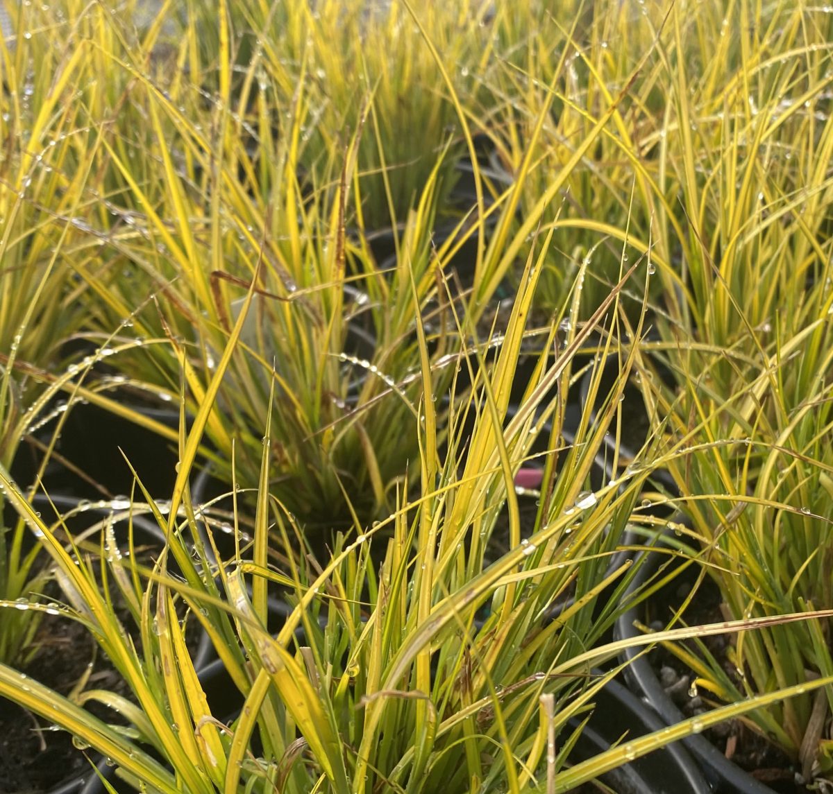 Carex elata Bowles Golden c