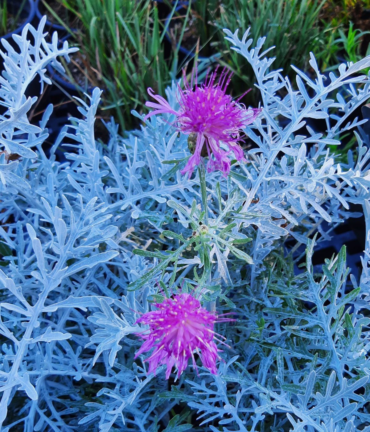 Centaurea gymnocarpa a