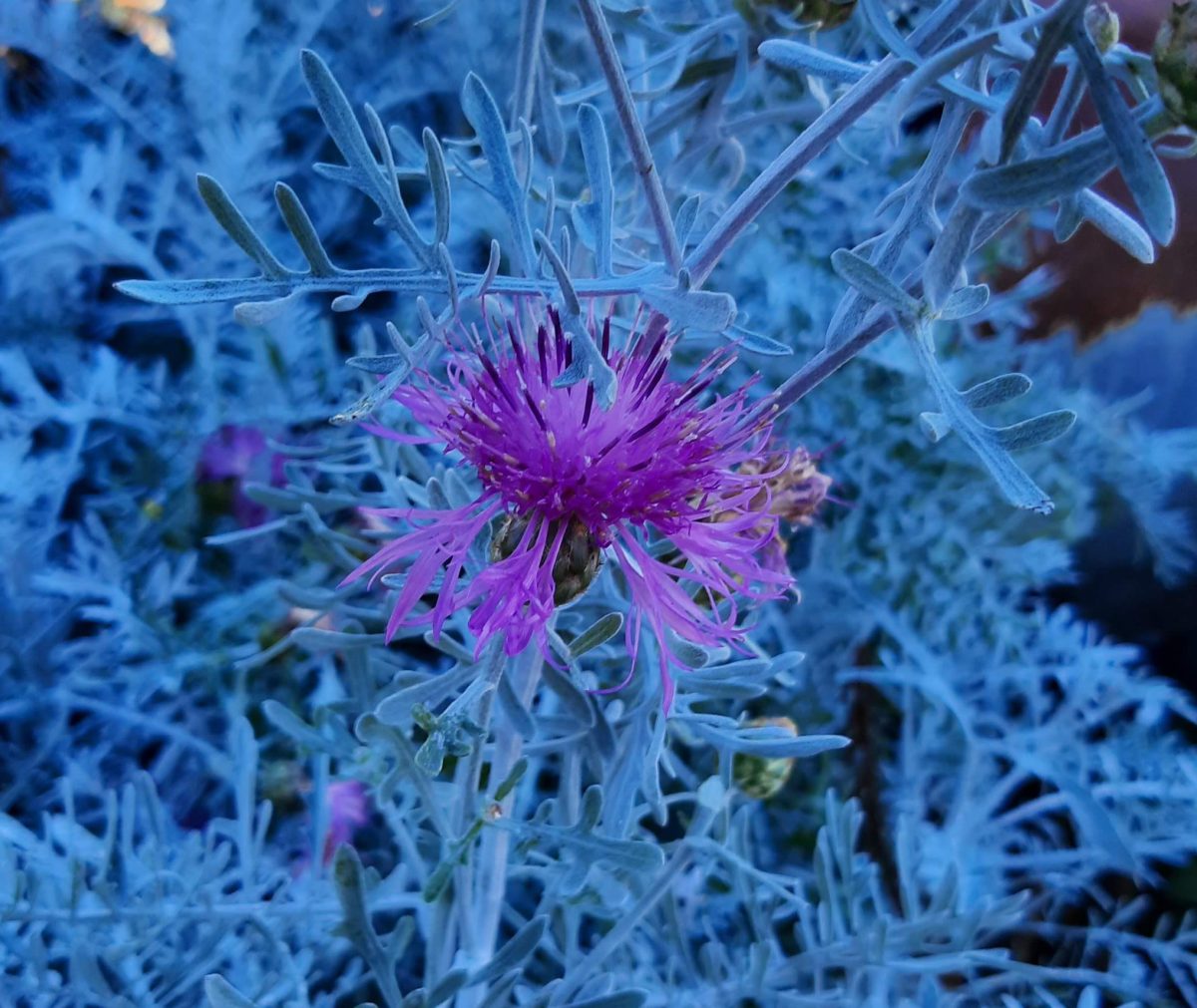 Centaurea gymnocarpa b