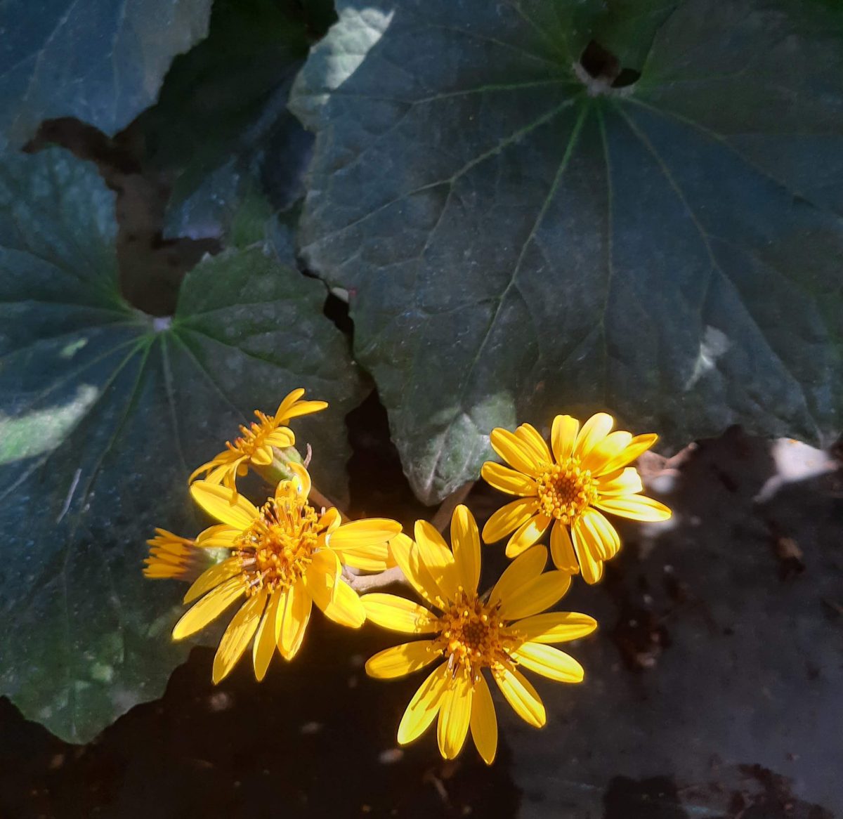 Farfugium japonicum Last Dance a scaled