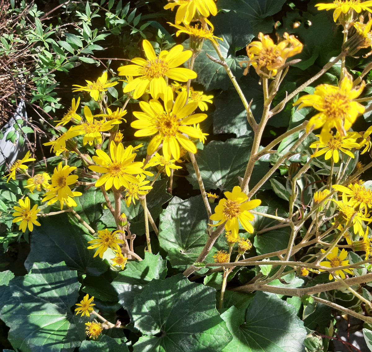 Farfugium japonicum Last Dance b scaled