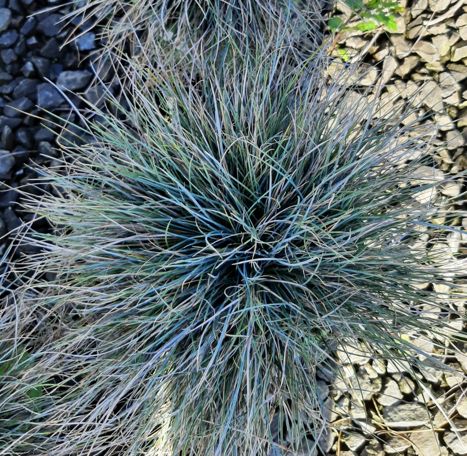 Festuca glauca 'Beyond Blue' | Urban Tree Farm Nursery