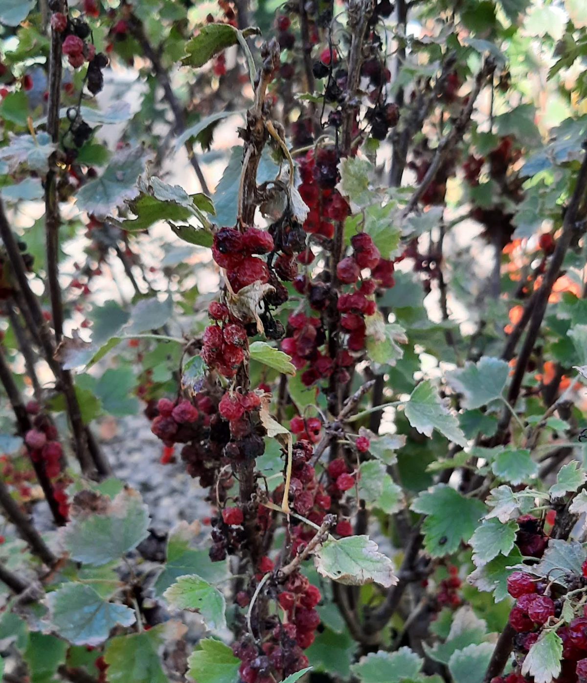 Fruit Currant Red Lake b