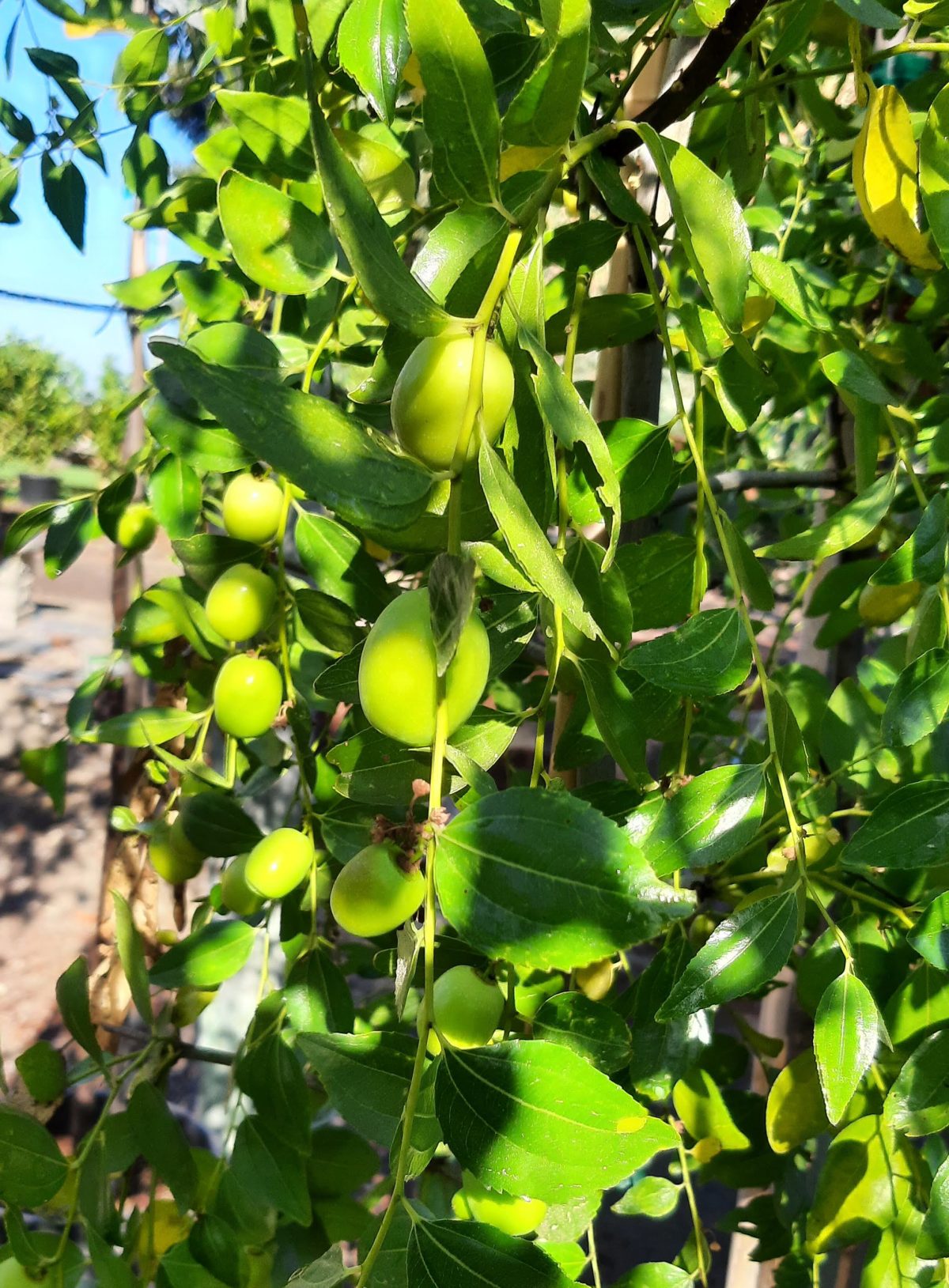 Fruit Jujube Sugar Cane a scaled