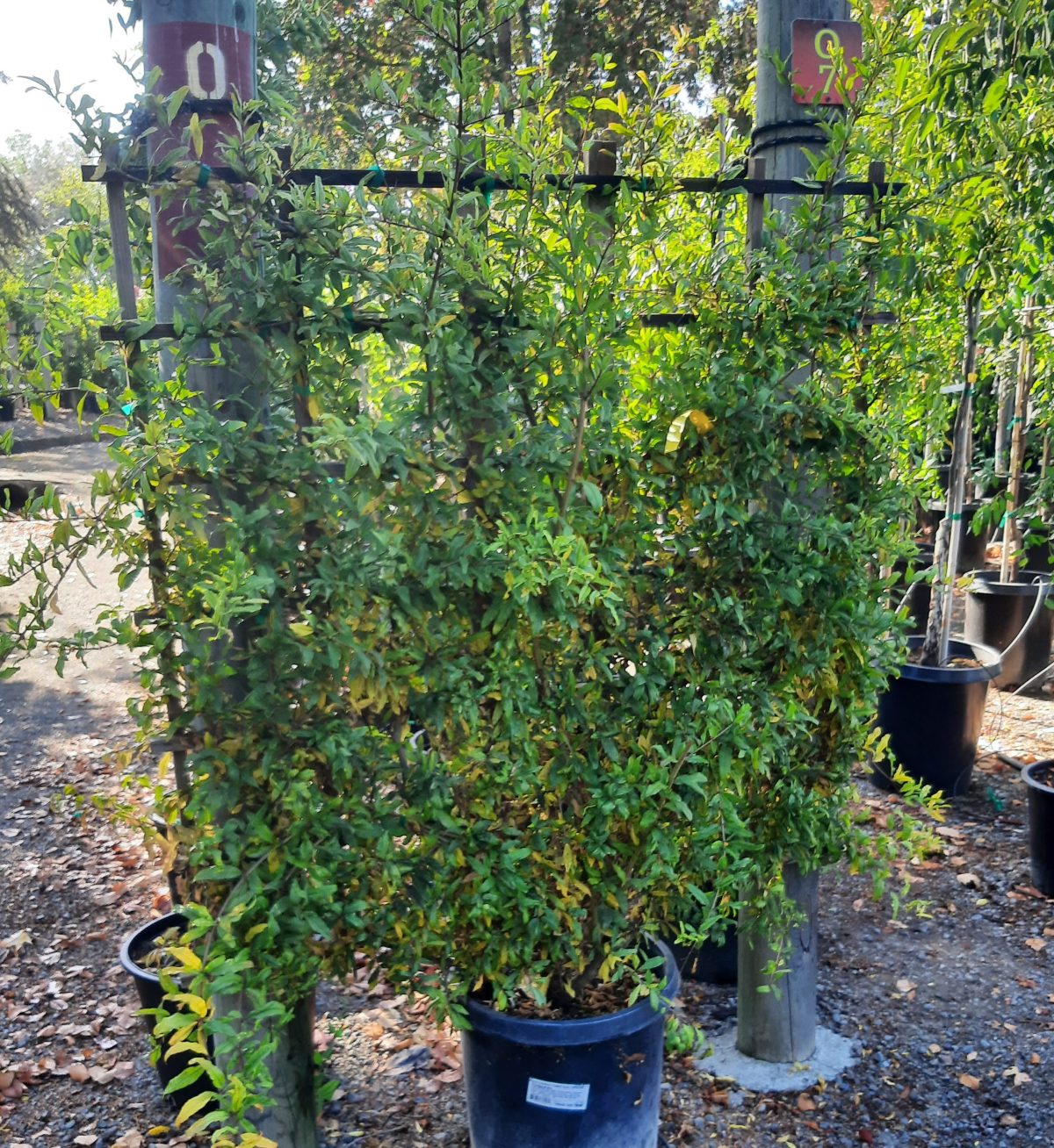 Fruit Pomegranate Foothill Early TRELLIS a scaled