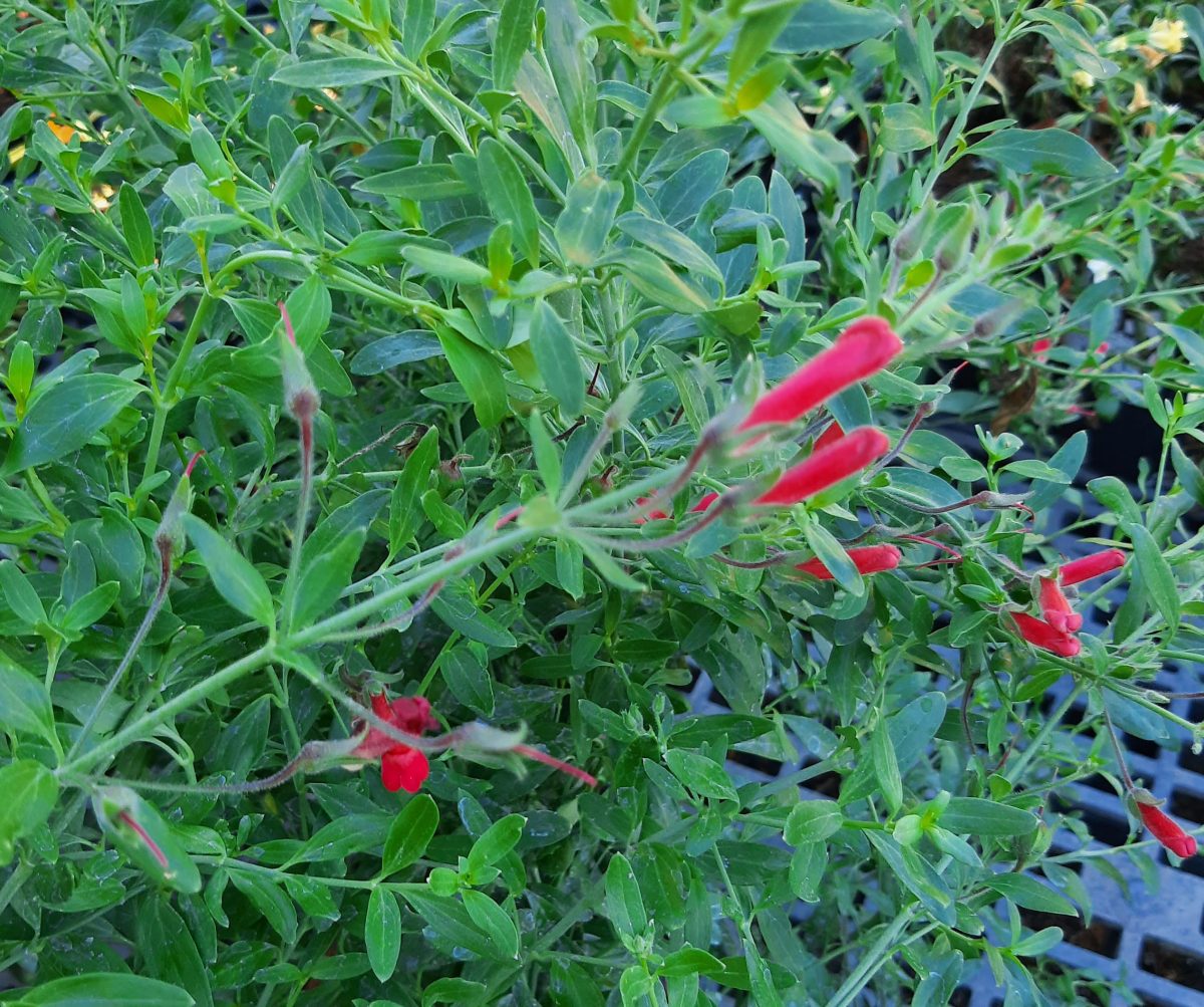 Galvezia speciosa Firecracker a