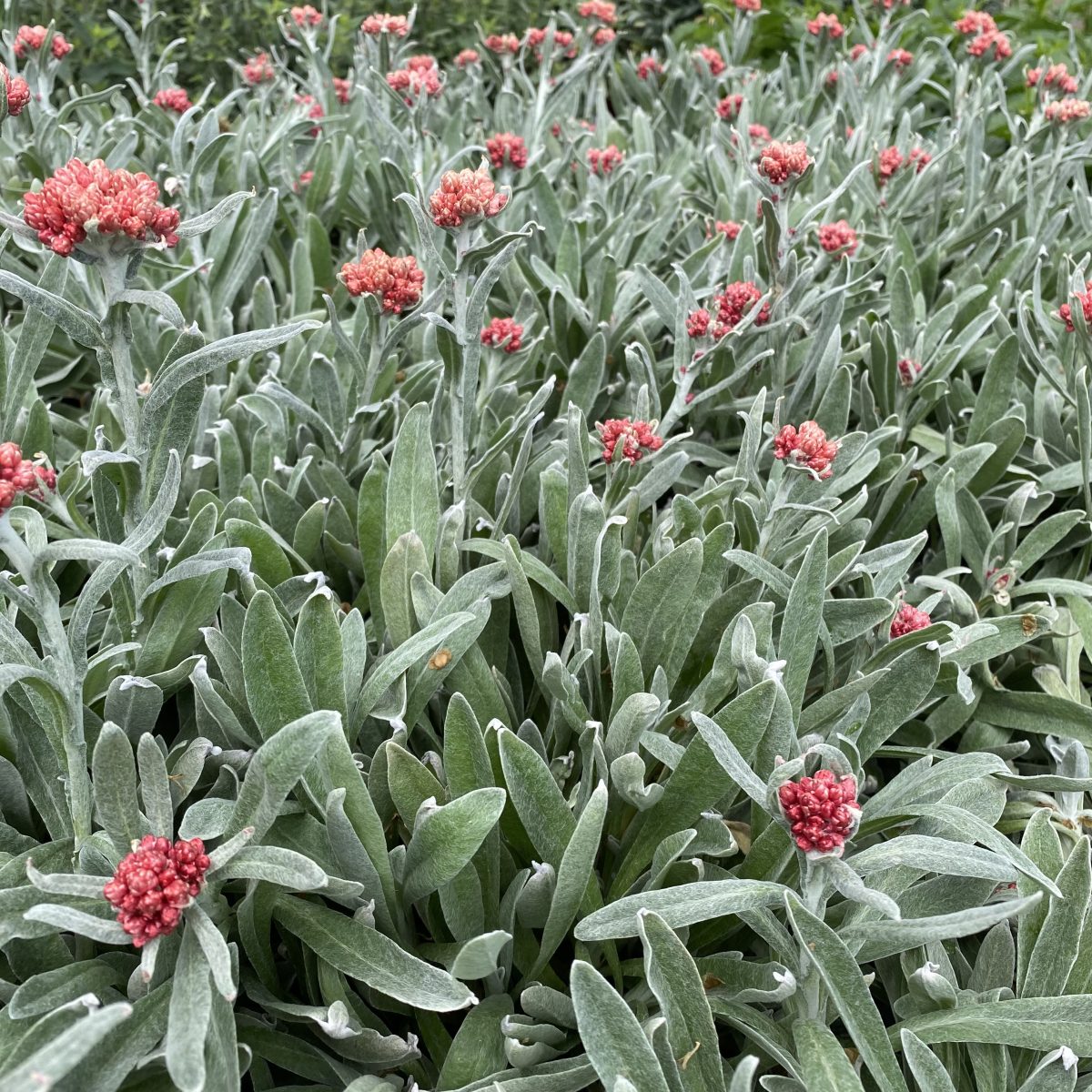 Helichrysum Ruby Cluster c scaled