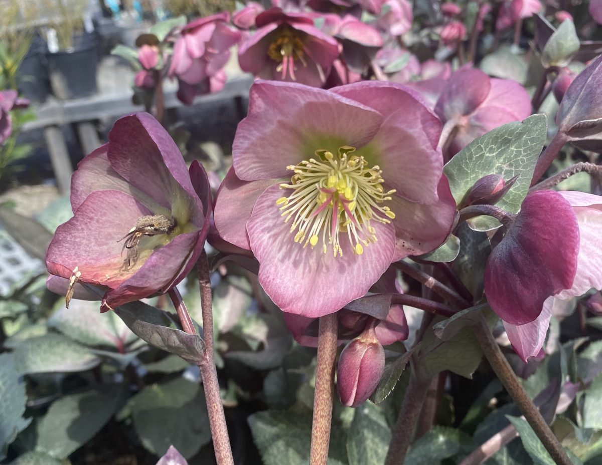 Helleborus hybridus Dorothys Dawn a scaled