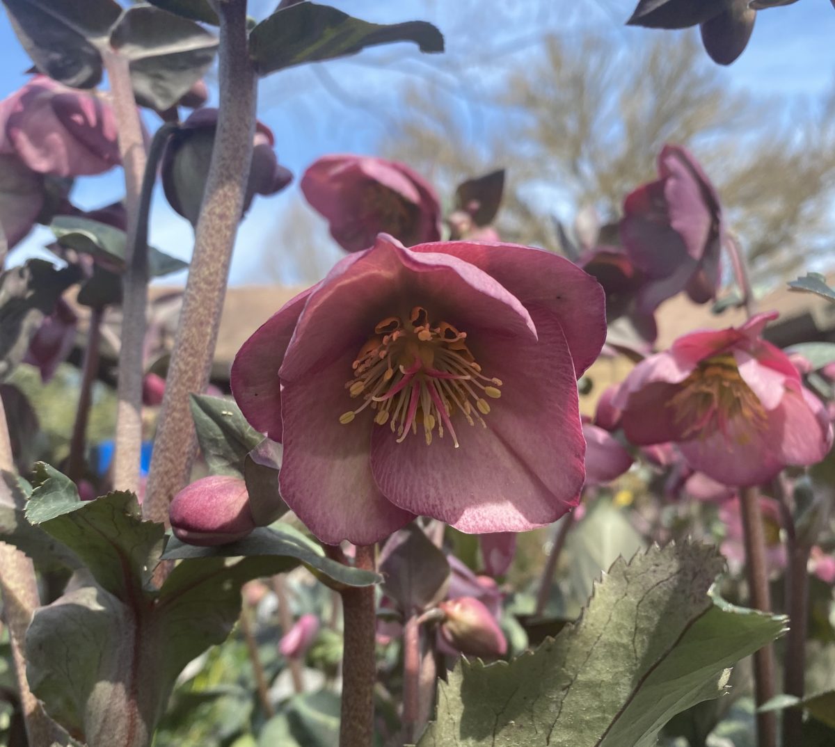 Helleborus hybridus Dorothys Dawn b scaled