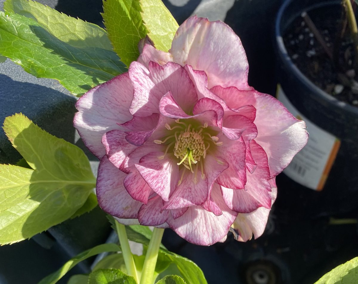 Helleborus hybridus Double Ellen Picotee a scaled