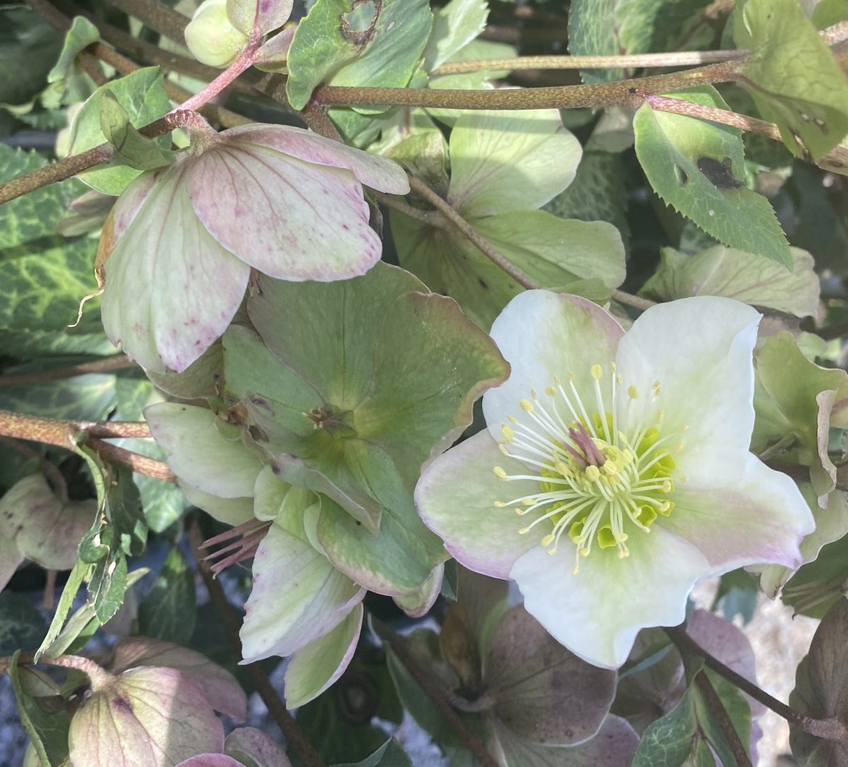 Helleborus hybridus Mollys White a