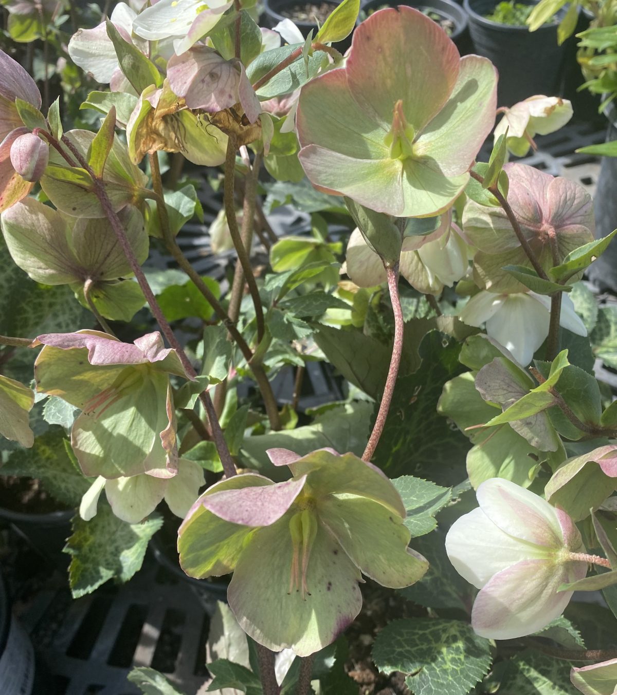 Helleborus hybridus Mollys White b scaled