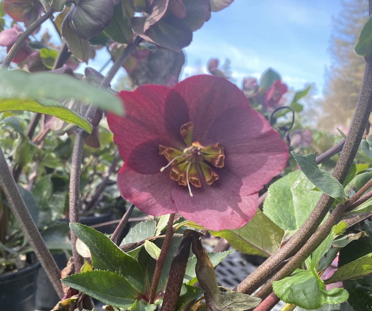 Helleborus x Ice n Roses Bennotta a