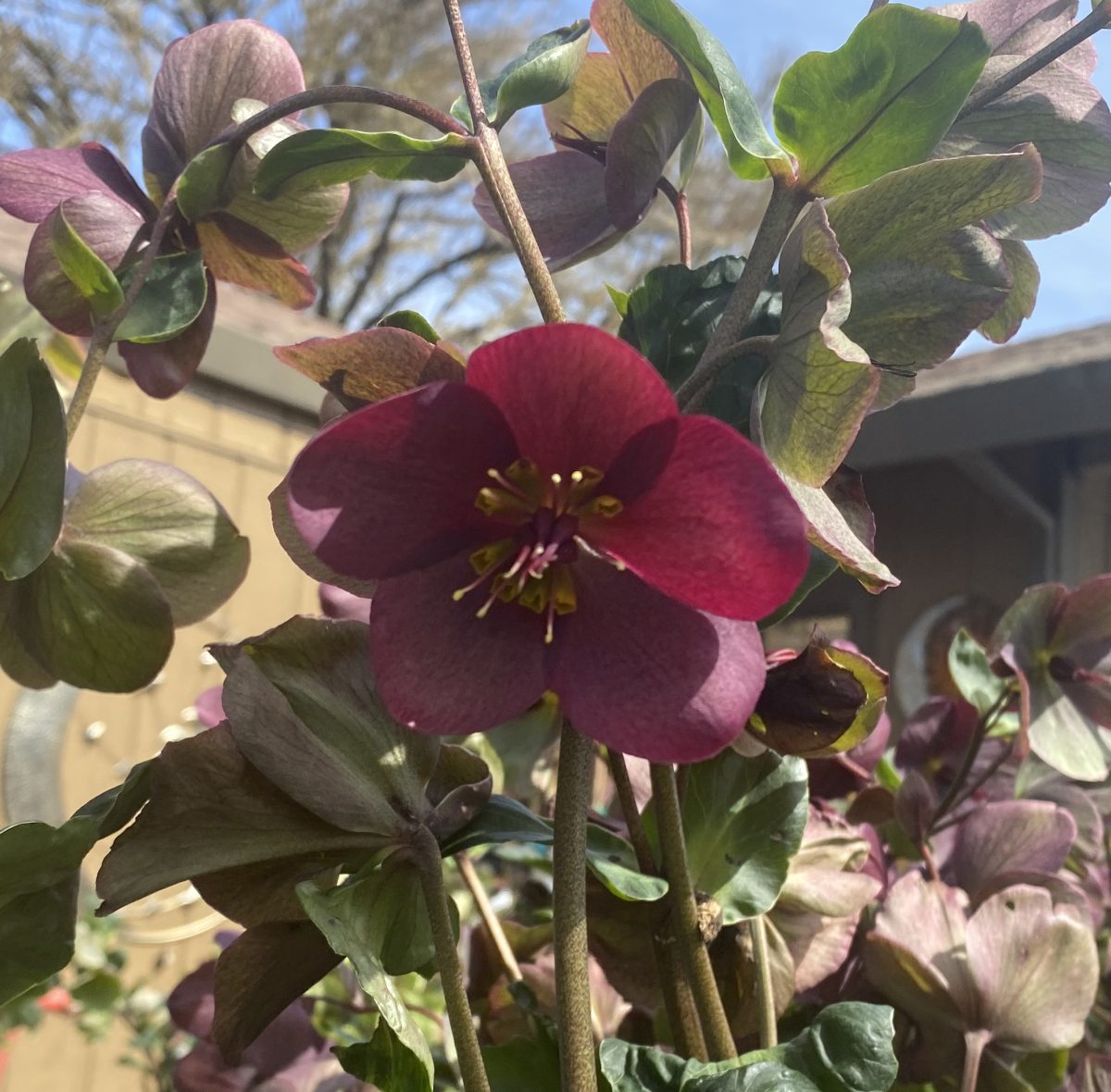 Helleborus x Ice n Roses Red a