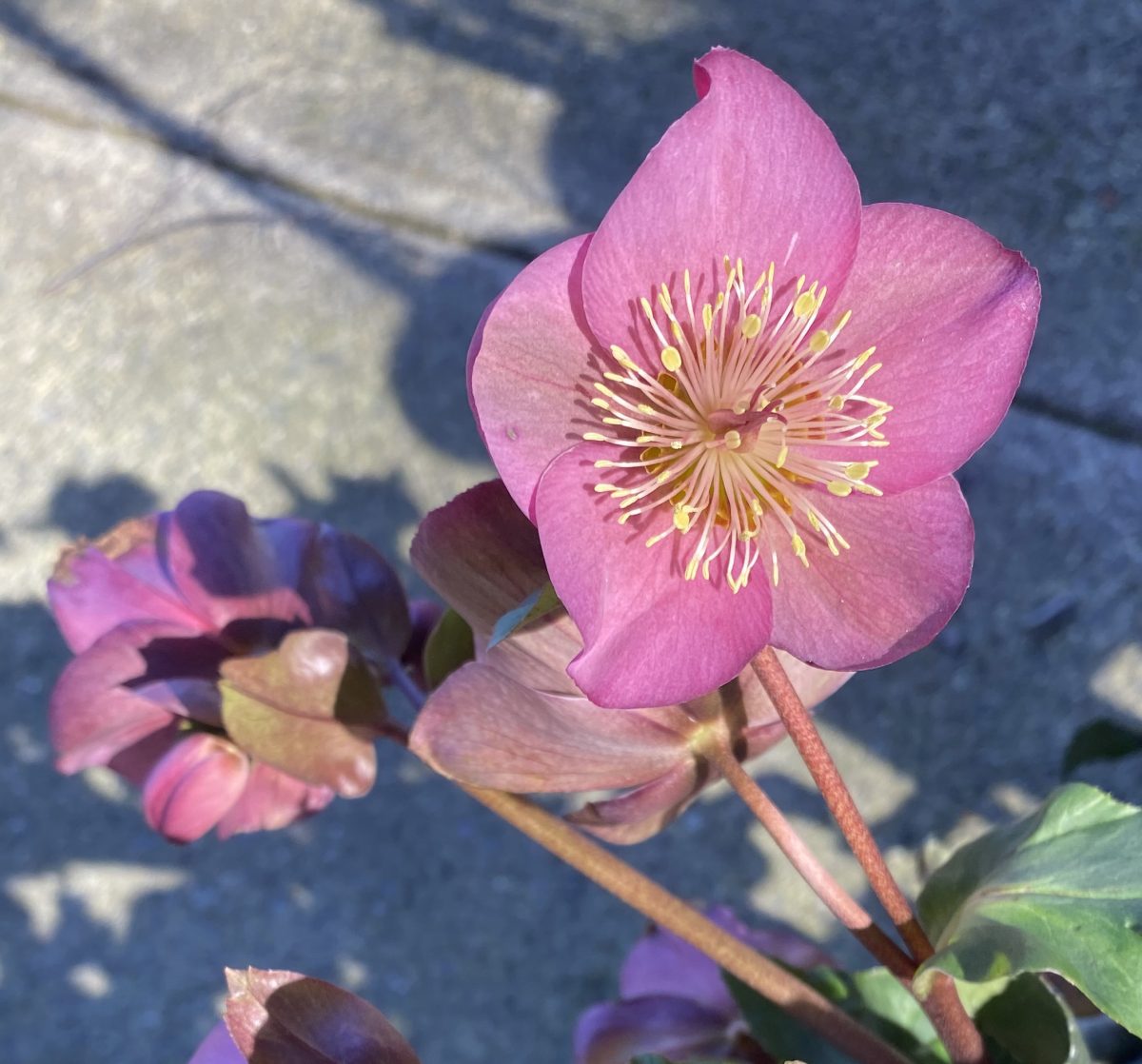 Helleborus x Ice n Roses Rose c