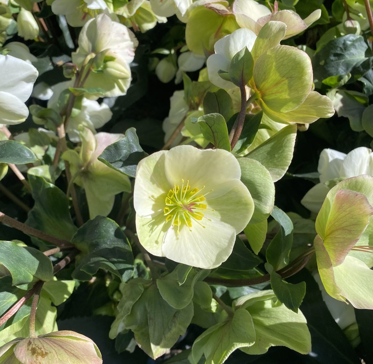 Helleborus x Ice n Roses White a scaled