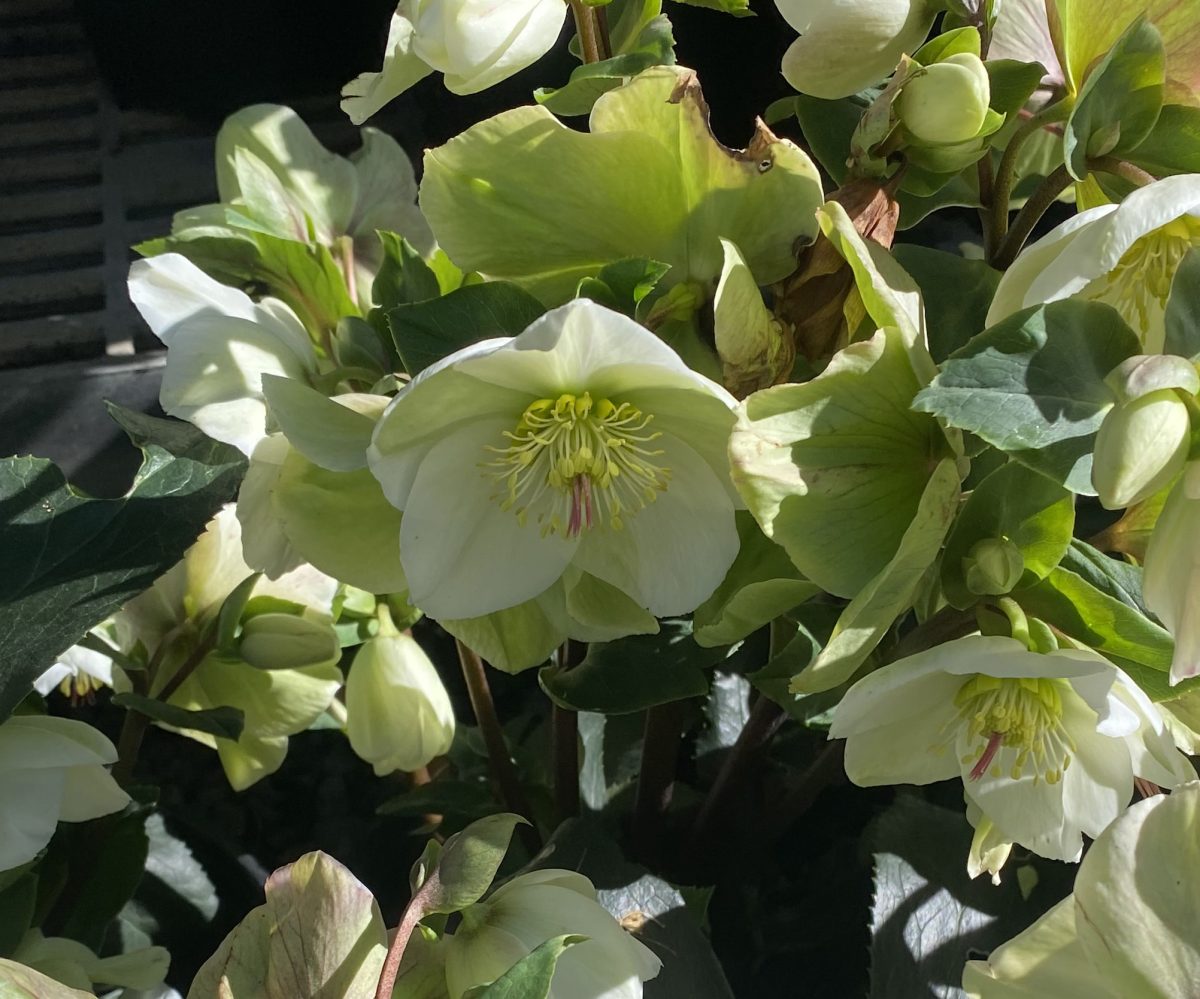 Helleborus x Ice n Roses White b