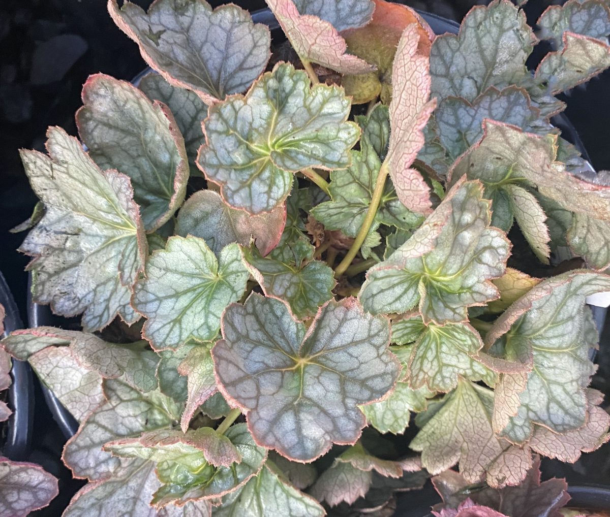 Heuchera x Peppermint Spice d