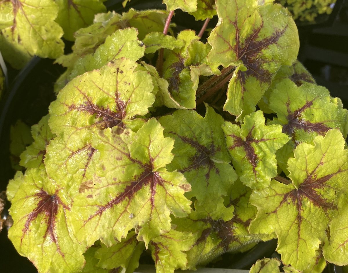 Heucherella x Catching Fire a