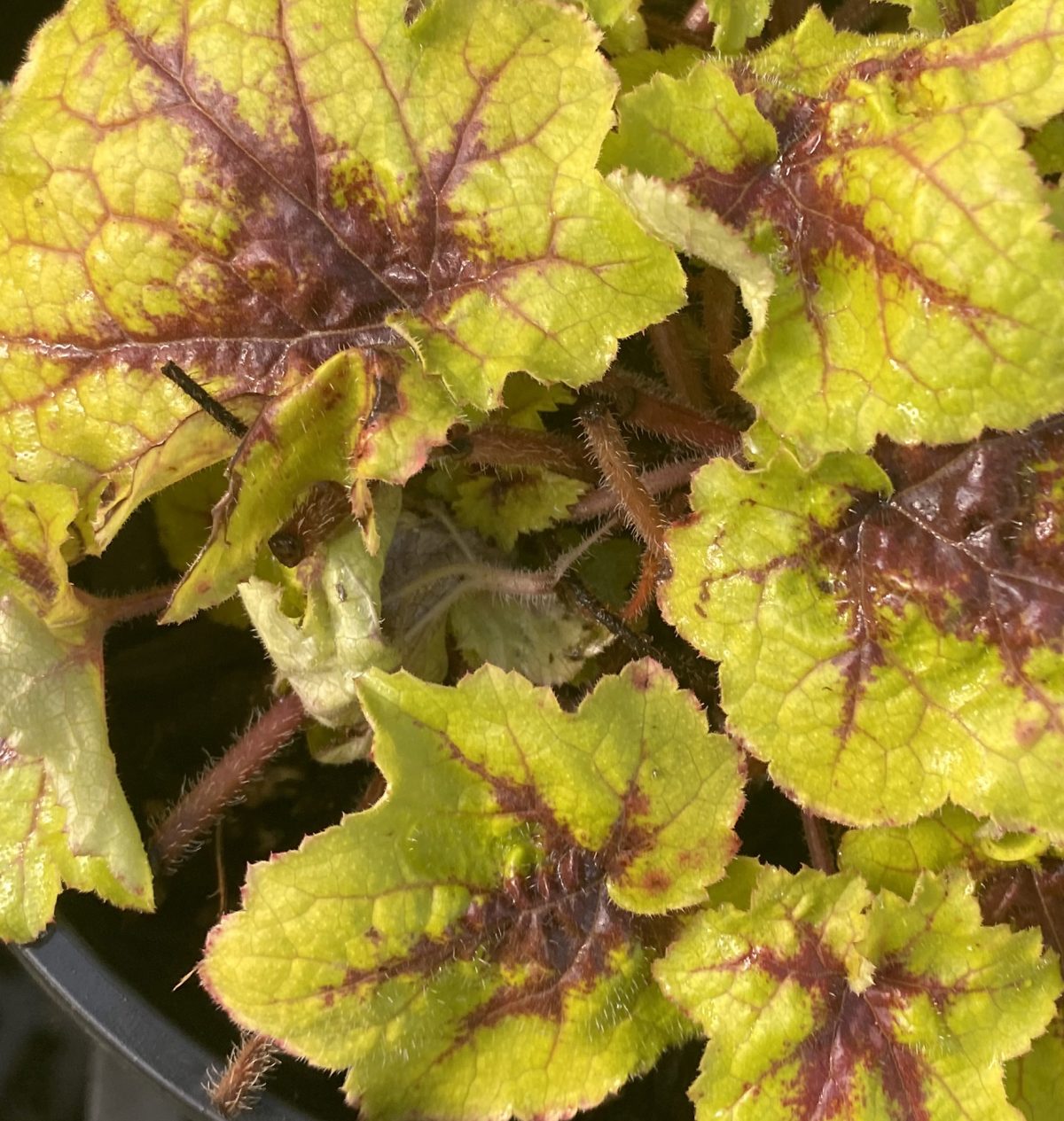 Heucherella x Catching Fire b